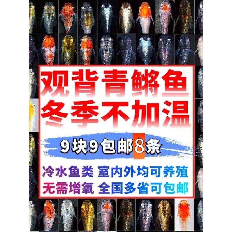 观背青鳉观赏鱼冷水鱼小型锦鲤金鱼淡水鱼不打氧好养活体青鱂鱼
