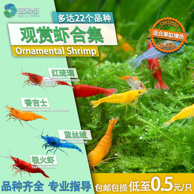 观赏虾鲜活体淡水工具宠物除藻虾樱花极火黄金米黑壳红琉璃水晶虾