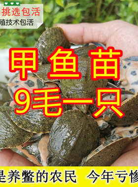 中华鳖黄背小甲鱼苗活体王八团水鱼家养生态外塘水库养殖龙鱼饲料