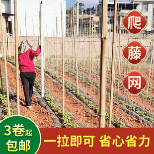 蔓生沃爬藤网四季豆丝瓜豆角葡萄架黄瓜百香果苦瓜山药植物种植网
