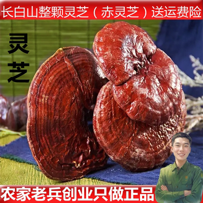 长白上灵芝整个一斤包邮正品