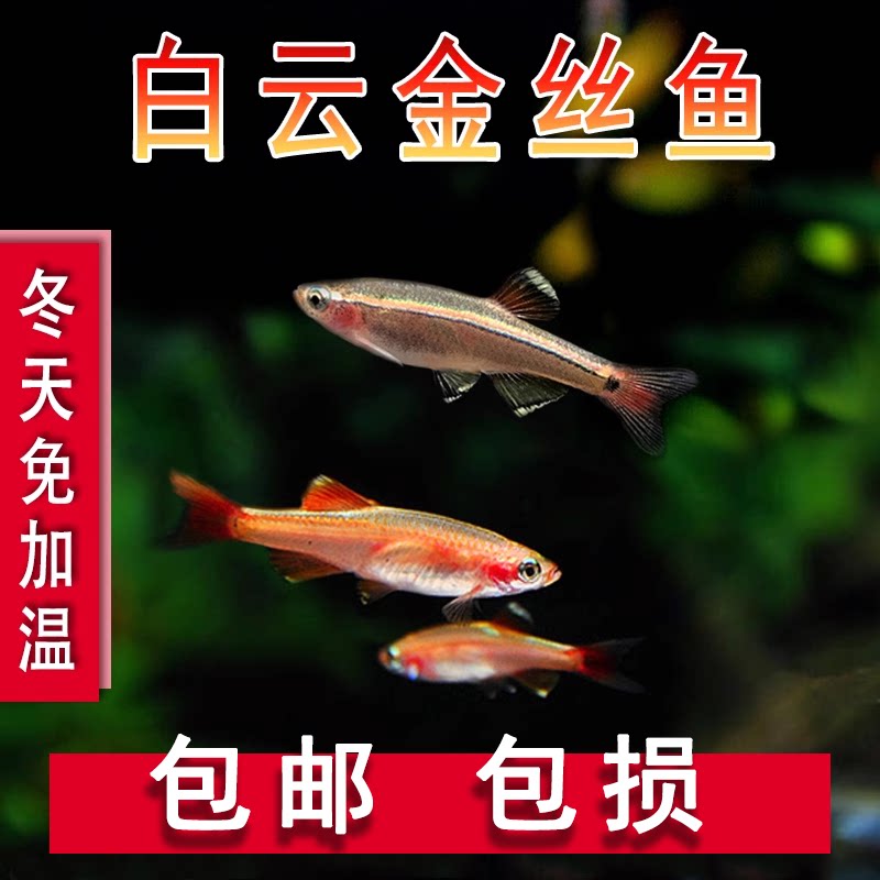 白云金丝鱼冷水鱼大帆红尾灯科鱼小型鱼原生鱼金鱼新手群游观赏鱼