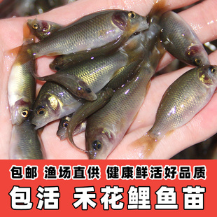 禾花鲤苗禾花鱼鲤鱼苗淡水养殖食用稻田鱼草鱼青鱼鲫鱼鲢鱼活体鱼