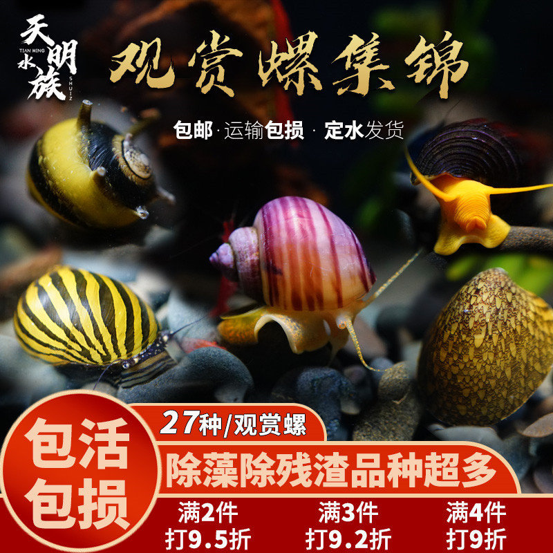观赏螺苹果杀手除藻蜜蜂角黑金刚螺
