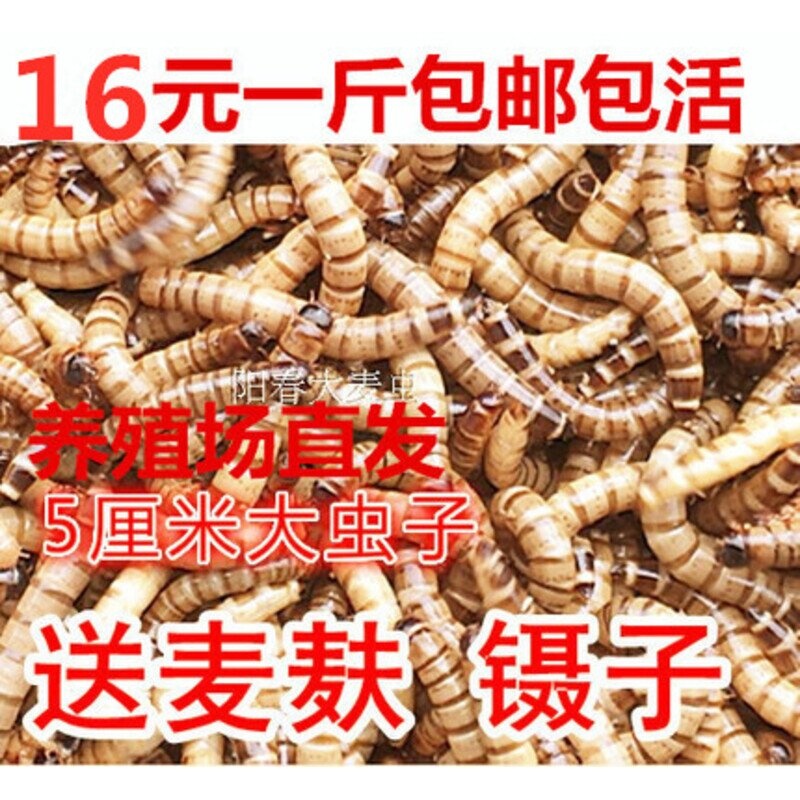 大麦虫 净重 包邮 大麦虫活体超级面包虫黄粉虫 包存活率