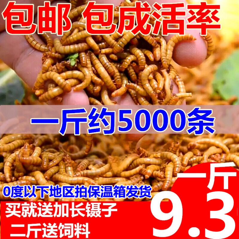 面包虫活体 黄粉虫活虫 鹦鹉鱼 金龙鱼 乌龟 画眉鸟石蛙饲料包邮