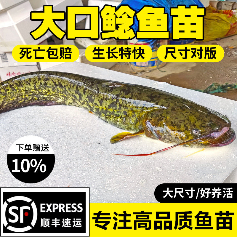 南方两须大口鲶鱼苗耐低温淡水养殖冷水肉食土鲶河鲶塘鲺鱼苗包邮