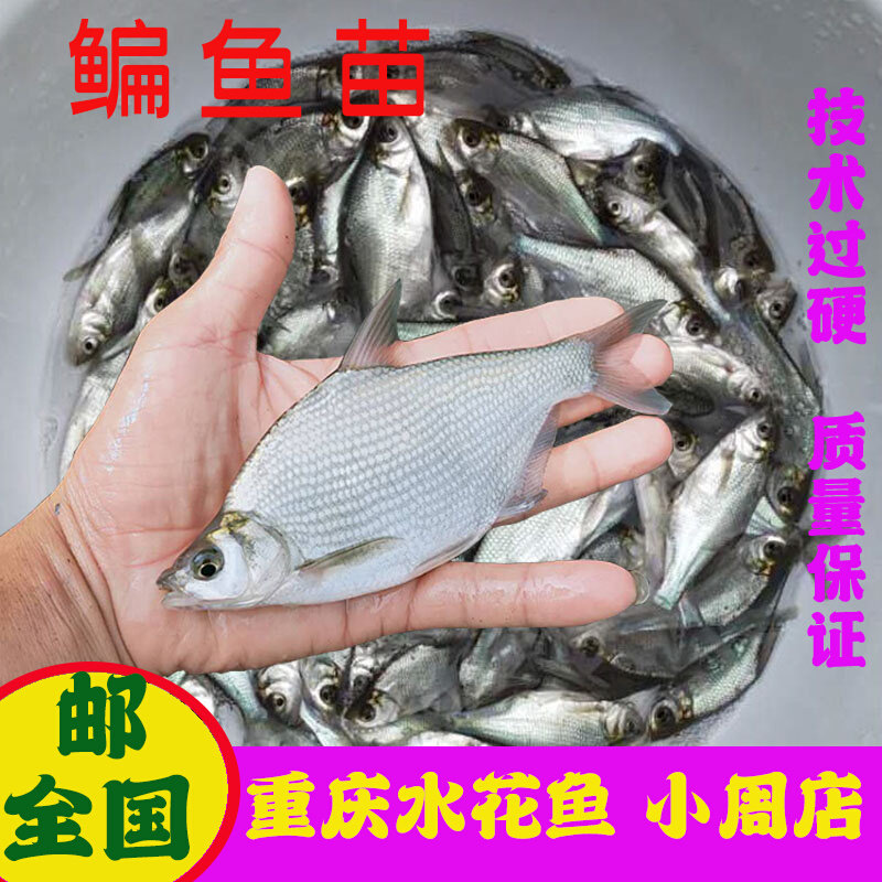 鳊鱼鱼苗淡水大草鳊夏花小武昌鱼活体团头鲂养殖三角边鱼食用包邮