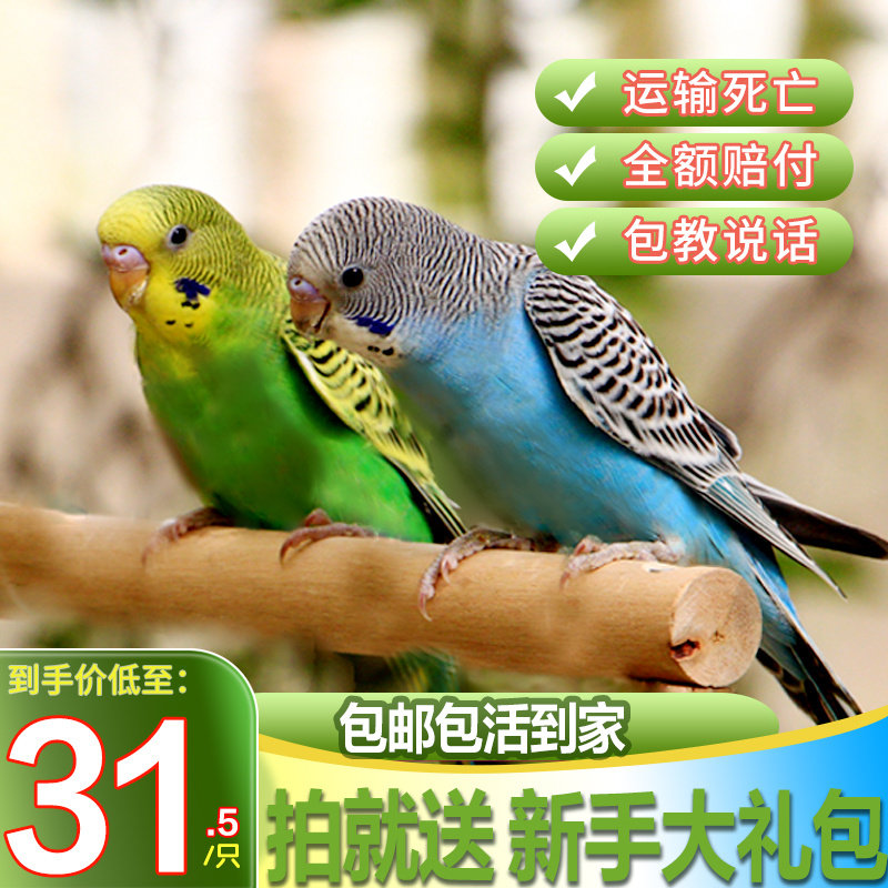 鹦鹉活鸟鸟活物玄风云斑鹦鹉中小型会说话鹦鹉活体物宠物虎皮鹦鹉