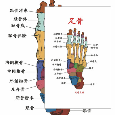 人体骨头合集医学生系统解剖学重点知识图绘参考速记大张贴画