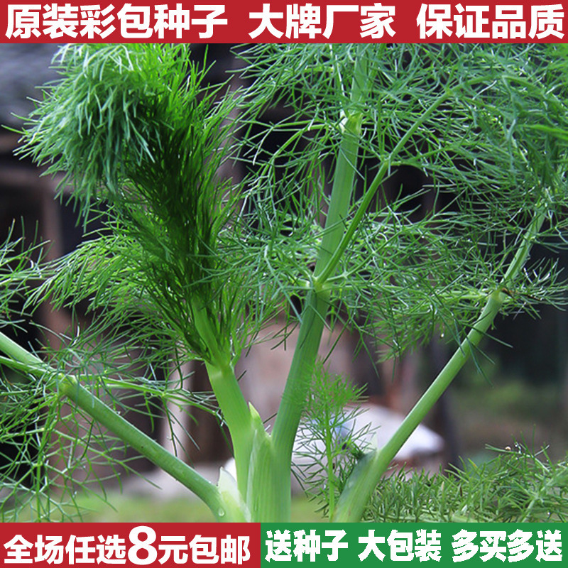 割茬茴香草种子四季播香料割茬小茴香种籽盆栽阳台地栽易种蔬菜种