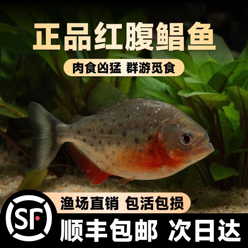 鲳鱼苗红腹白鲳鱼淡水养殖食用仓鱼