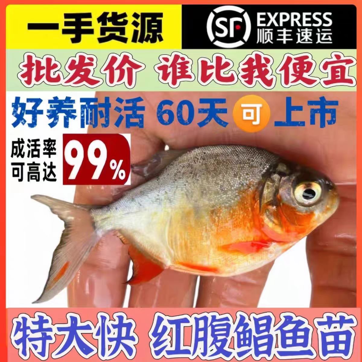 鲳鱼苗红腹白鲳鱼淡水养殖食用仓鱼