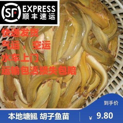 本地塘鲺塘角鱼苗塘鲺鱼苗胡子鱼