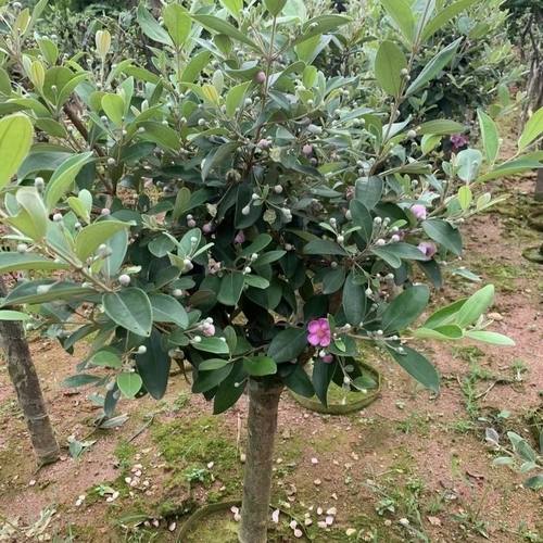 树苗桃金娘常绿南方庭院桃金娘