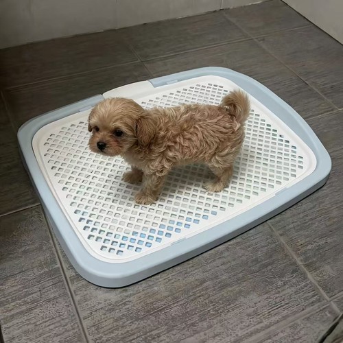 爱丽思狗厕所新款夹尿垫