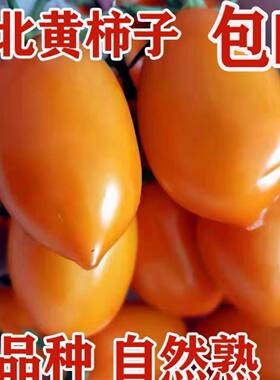 正宗东北黄罗曼黑土地种植小黄柿子农家特产小番茄