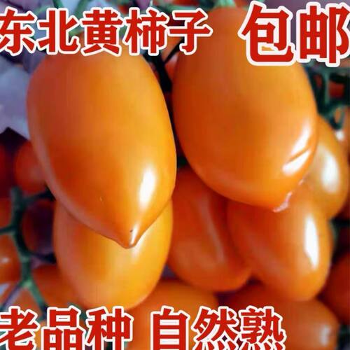 正宗东北黄罗曼黑土地种植小黄柿子农家特产小番茄