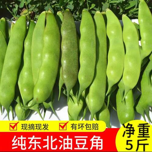东北九月青豆角农家种植