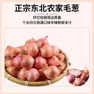 正宗东北毛葱2025年当季新鲜鬼子葱现拔现发洋葱头小毛葱头圆葱