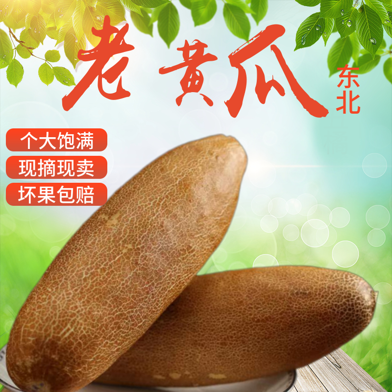 东北老黄瓜麻皮老黄瓜