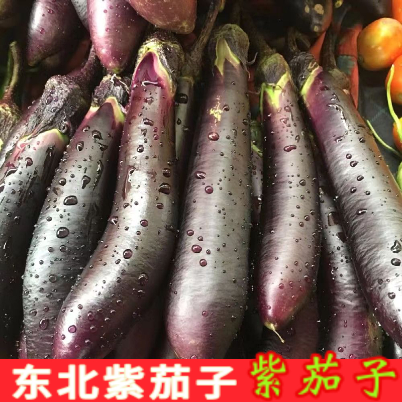 东北紫茄子紫库茄子长茄子农家种植绿色蔬菜新鲜采摘新鲜发货