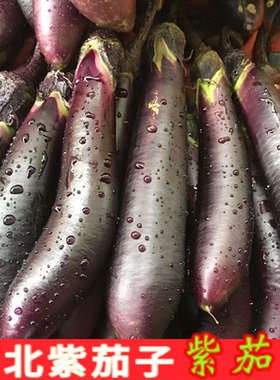 东北紫茄子紫库茄子长茄子农家种植绿色蔬菜新鲜采摘新鲜发货