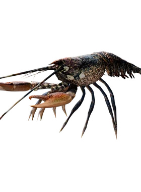 蓝色龙虾3d模型素材含贴图blender/fbx/obj写实