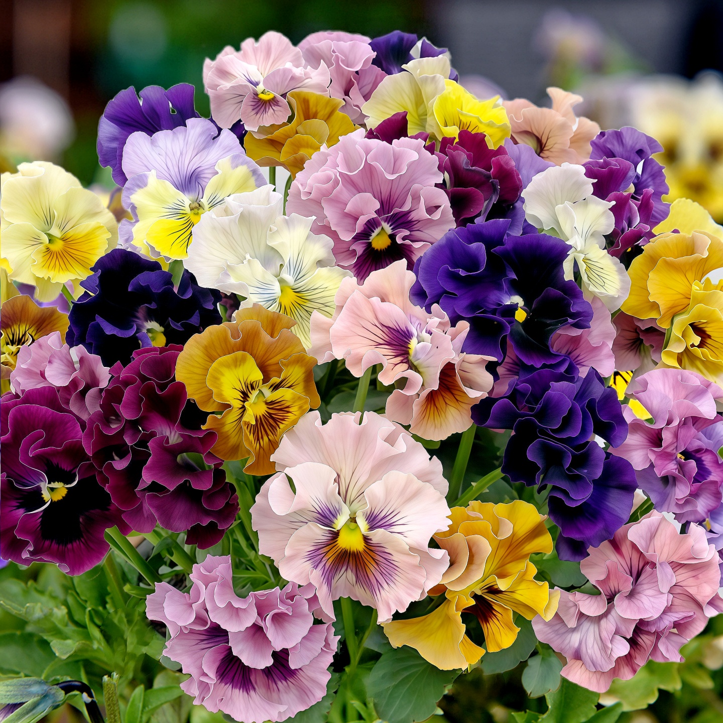 皱边三色堇三色堇小角堇花种子