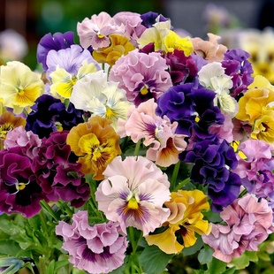 皱边三色堇种子角堇大花三色堇种孑小兔子堇菜花籽盆栽耐寒花期长