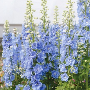 进口大飞燕草种子/神秘之水中度蓝白芯/魔法喷泉耐寒宿根多年生秋