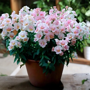 进口矮杆金鱼草种子/双子星/苹果花色粉白渐变重瓣矮生金鱼草春秋