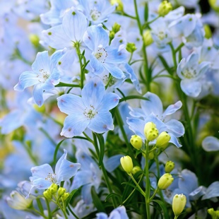 进口矮生大飞燕草夏日淡紫青种子浅蓝鸽子花翠雀春秋播耐寒千鸟草