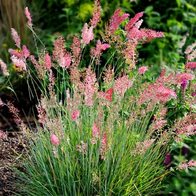 糖蜜草种子草籽别墅花园