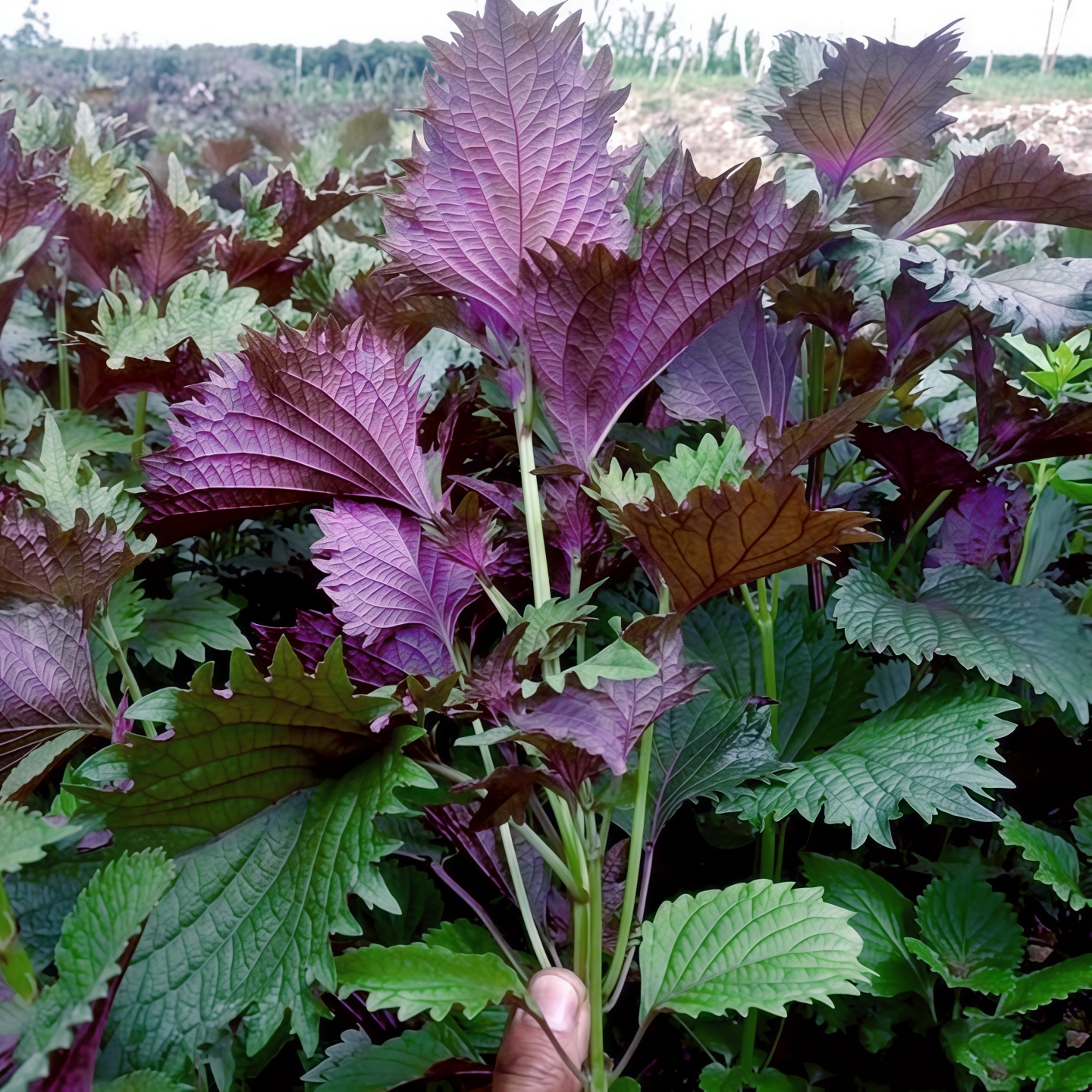 单面紫苏种子可食用大叶紫苏双色苏籽孑回回苏子耐旱野菜紫叶苏子