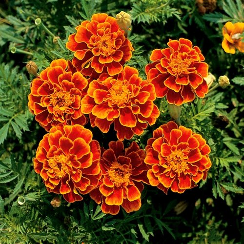 红黄双色孔雀草种子耐热花期长