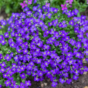 南庭芥种子耐寒矮生石头缝花蓝庭芥花籽蓝色小花室外易活花种子孑