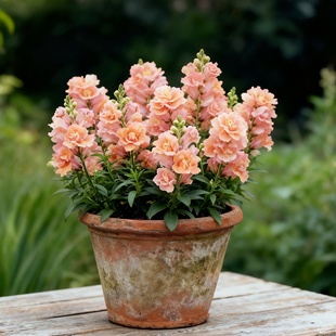 进口矮杆金鱼草种子/双子星/桃粉色渐变重瓣耐寒矮生金鱼草春秋播