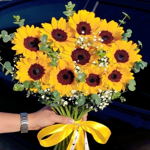 文森特向日葵种子太阳花黑心向日葵鲜切花葵花种籽耐热易种春夏播