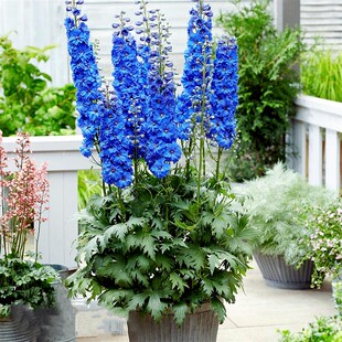 大花飞燕草种子宿根大飞燕草翠雀花籽多年生耐寒室外庭院花境切花