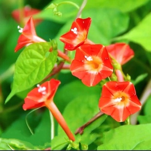 圆叶茑萝种子橙红茑萝爬藤五角星花庭院攀爬植物花墙羽叶鸢萝春播