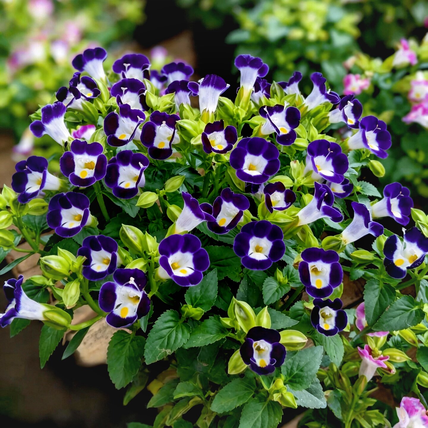 蓝色矮生夏堇种子蓝猪耳耐热花期长蝴蝶草花种籽春夏播种阳台盆栽