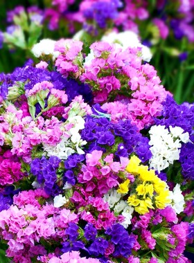 多年生勿忘我种子花籽干花花材