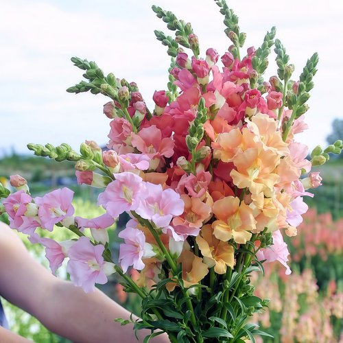 花种子金鱼草耐寒花卉