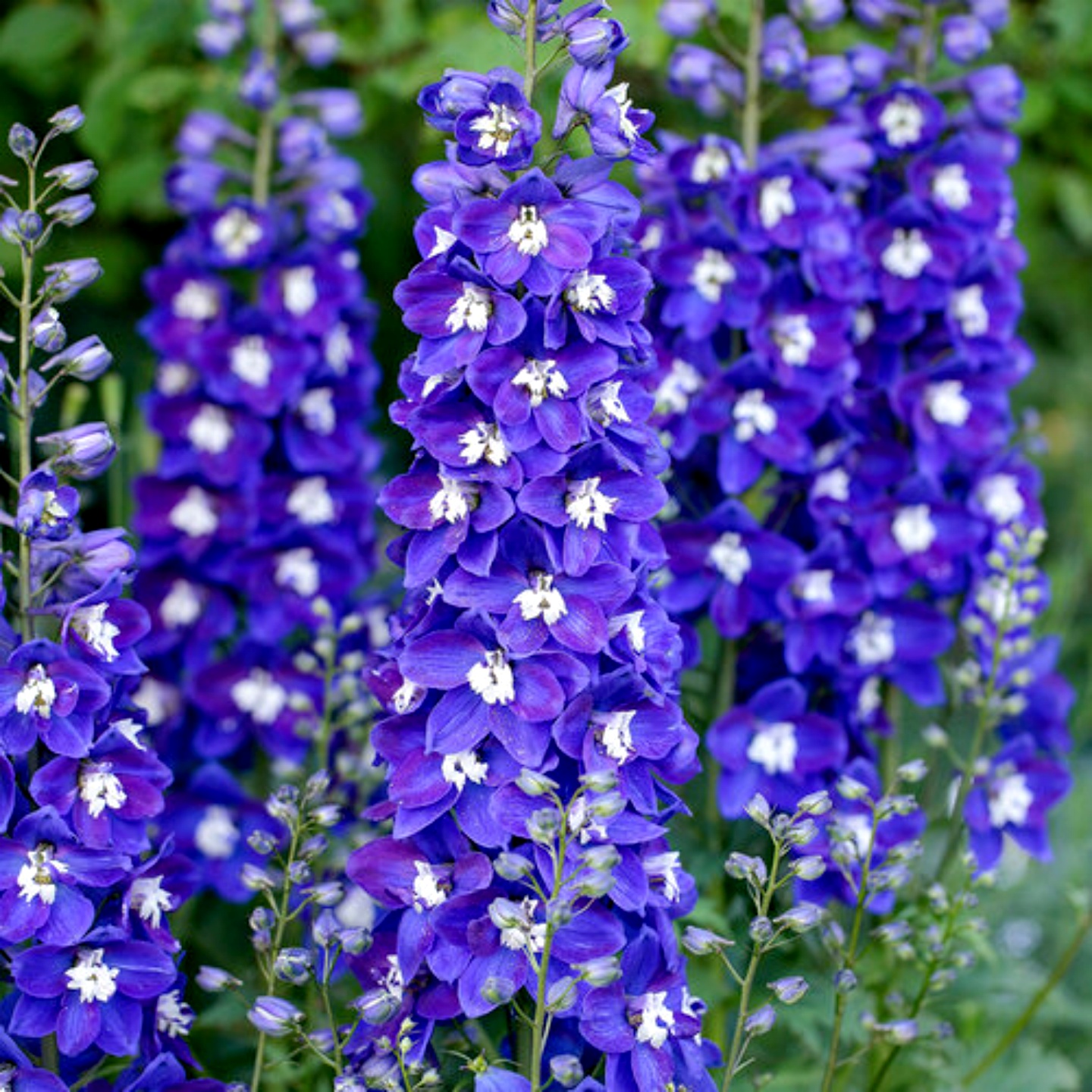进口大飞燕草种子/神秘之水深蓝白芯/魔法喷泉耐寒宿根多年生秋播