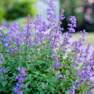 紫花猫薄荷种子樟脑草猫薄荷草盆栽地被荆芥铺地花海种籽蓝紫色花