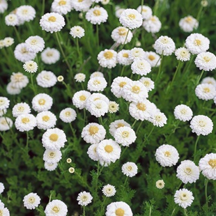 重瓣洋甘菊种子双花洋甘菊罗马洋甘菊花种籽小白菊盆栽可切花泡水