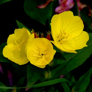 【黄花月见草种子】夜来香种籽多年生宿根花卉四季易种景区旅游花
