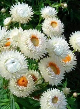 白色麦秆菊种子麦杆菊蜡菊脆菊花种籽易活花卉阳台室内盆栽可干花