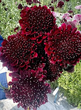 【黑色紫盆花种子】切花屈曲花